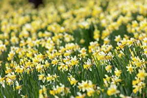 Daffodil Prints: Wild daffodils (Narcissus pseudonarcissus) in flower in spring