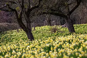 Daffodil Prints: Wild daffodils (Narcissus pseudonarcissus) in flower in spring