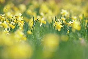 Flowers Prints: Wild daffodils {Narcissus pseudonarcissus} Gloucestershire, UK