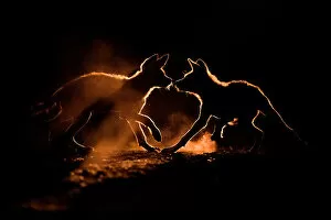 African Wild Dog Gallery: Wild dog (Lycaon pictus) two pups playing in dust, Mkuze, South Africa. August
