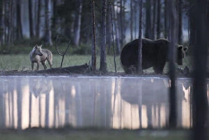 Wild Eurasian brown bear (Ursus arctos) and a European Grey wolf (Canis lupus) at waters edge