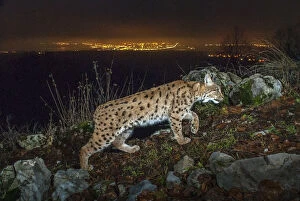 Night Gallery: Wild Eurasian lynx (Lynx lynx) at night with city lights and sky glow behind, Switzerland
