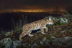 Environmental Issues Prints: Wild Eurasian lynx (Lynx lynx) at night with city lights and sky glow behind, Switzerland