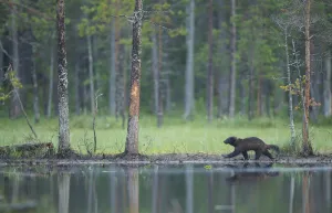 Gulo Gulo Prints: Wild Eurasian wolverine (Gulo gulo) walking along waters edge, Kuhmo, Finland, July 2008