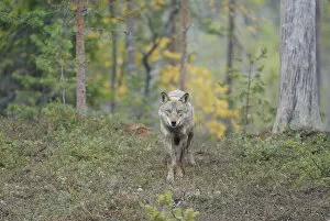Wild European Grey wolf (Canis lupus) Kuhmo, Finland, September 2008