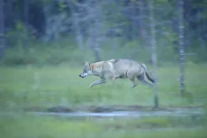 Images Dated 21st July 2008: Wild European Grey wolf (Canis lupus) walking, Kuhmo, Finland, July 2008