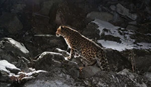 Animal Pattern Gallery: Wild female Amur leopard (Panthera pardus orientalis) on rocky hillside, Kedrovaya Pad reserve