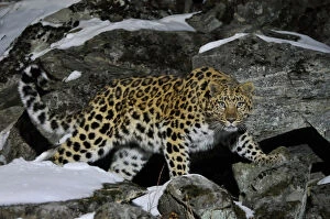 Rock Gallery: Wild female Amur leopard (Panthera pardus orientalis) on rocky hillside, Kedrovaya Pad reserve