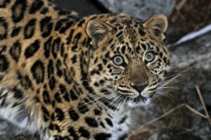 Images Dated 17th January 2009: Wild female Amur leopard (Panthera pardus orientalis) looking up, Kedrovaya Pad reserve