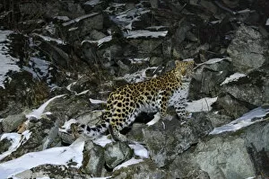 Amur Leopard Gallery: Wild female Amur leopard (Panthera pardus orientalis) on rocky hillside, Kedrovaya Pad reserve