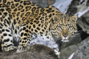 Wild female Amur leopard (Panthera pardus orientalis) Kedrovaya Pad reserve, Primorsky Krai