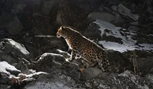 Wild female Amur leopard (Panthera pardus orientalis) on rocky hillside, Kedrovaya Pad reserve