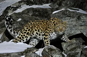 Russia Prints: Wild female Amur leopard (Panthera pardus orientalis) on rocky hillside