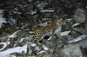 Wild female Amur leopard (Panthera pardus orientalis) on rocky hillside, Kedrovaya Pad reserve