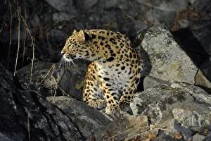 Wild female Amur leopard (Panthera pardus orientalis) on rocky hillside, Kedrovaya Pad reserve