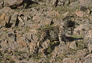 Snow Leopards Gallery: Wild female Snow Leopard (Panthera uncia) standing camouflaged on rocky mountainside