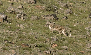 Snow Leopards Gallery: Wild female Snow Leopard (Panthera uncia) portrait, standing on grassy mountainside