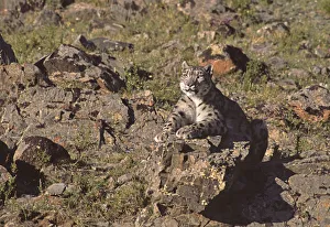 Wild female Snow Leopard (Panthera uncia) resting, camouflaged on rocky mountainside Wild female Snow Leopard (Panthera uncia) resting, camouflaged on rocky mountainside