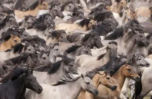 Wild / feral Dulmen ponies (Equus caballus) close up of herd of mares and foals running