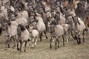 Wild / feral Dulmen ponies (Equus caballus) herd of mares and foals running on