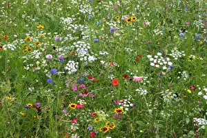 Sheffield Prints: Wild flower meadow in city centre, Sheffield, Yorkshire, UK, August 2009