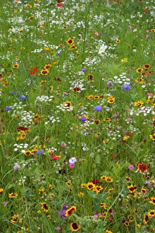 Wild flower meadow in city centre, Sheffield, Yorkshire, UK, August 2009