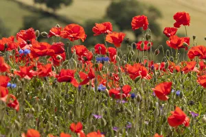 Wild flower meadow, Common poppy (Papaver rhoeas) Derbyshire, UK