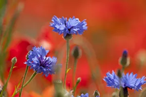 Wild flower meadow, Cornflower (Centaurea cyanus) Derbyshire, UK, June