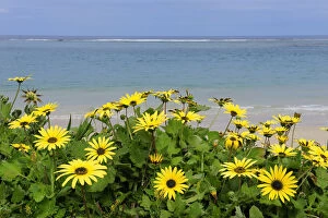 Australia Collection: Wild flowers in Spring, on the coast of Port Gregory, Western Australia. August 2009
