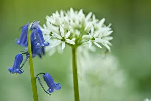 Images Dated 27th April 2009: Wild garlic (Allium ursinum) and Bluebell (Hyacinthoides non-scripta / Endymion non-scriptum)