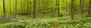 Hyacinthoides Non Scripta Prints: Wild garlic (Allium ursinum) and Bluebell (Hyacinthoides non-scripta / Endymion non-scriptum)