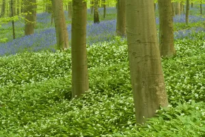 Hyacinthoides Non Scripta Prints: Wild garlic (Allium ursinum) and Bluebell (Hyacinthoides non-scripta / Endymion non-scriptum)