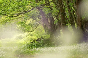 Green Woodlands Collection: Wild garlic (Allium ursinum) carpet in woodland. Combe Valley, Cornwall, England, UK. May 2019