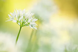 Images Dated 17th May 2014: Wild garlic (Allium ursinum) close-up, Combe Valley, Cornwall, UK. May 2014