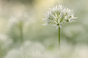 Allium Longipetiolatum Gallery: Wild garlic (Allium ursinum) close-up, Combe Valley, Cornwall, UK. May