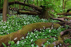Ramsons Prints: Wild garlic (Allium ursinum) in flower in deciduous forest with dead trees on forest floor in spring