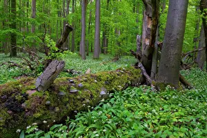 Fagales Prints: Wild garlic (Allium ursinum) in flower in European beech (Fagus sylvatica) forest with moss-covered fallen tree