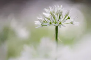 Herbs Prints: Wild garlic (Allium ursinum) flowering in woodland