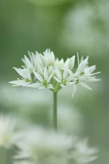 Allium Ursinum Gallery: Wild garlic {Allium ursinum} flowers, County Antrim, Northern Ireland, UK