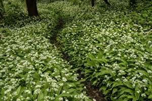 Lilianae Prints: Wild garlic (Allium ursinum) growing in ancient woodland, Surrey, England, UK April