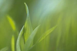 Allium Gallery: Wild Garlic / ramsons (Allium ursinum) leaves emerging in early spring. Peak District National Park
