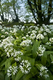 Images Dated 12th May 2012: Wild garlic / Ramsons (Allium ursinum) flowering in, woodland, Cornwall, England, UK, May