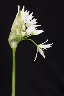 Black Background Gallery: Wild garlic / Ramsons (Allium ursinum) in flower, controlled conditions, Cornwall