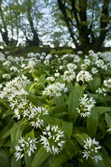 Wild garlic / Ramsons (Allium ursinum) flowering in, woodland, Cornwall, England, UK, May
