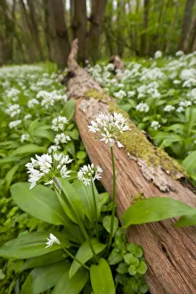 Wild garlic / Ramsons (Allium ursinum) flowering in woodland, Cornwall, England, UK, May