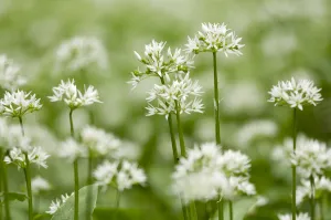 Wild garlic / Ramsons (Allium ursinum) flowering in woodland, Cornwall, England, UK, May
