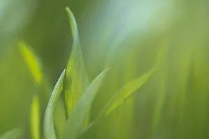 Wild Garlic / ramsons (Allium ursinum) leaves emerging in early spring. Peak District National Park