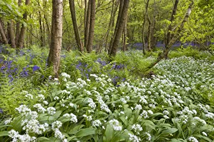 Images Dated 12th May 2009: Wild garlic / Ramsons / Bear Garlic (Allium ursinum) and Bluebells (Endymion nonscriptus)