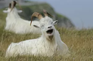 Livestock Collection: Wild goats (Capra hircus) resting on coastal promontory, one yawning, Great Orme