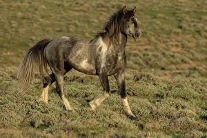 Feral Mammal Prints: A wild grey pinto stallion trotting over grassland, Green Mountain, Wyoming, USA. May